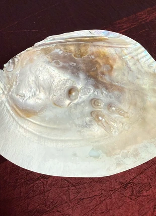 Concha madre, brand: concha madre, condizioni: Buone, €12.00, €13.30 include la Protezione acquisti