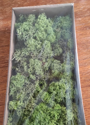 Mousse fougère, marque: finnlaqnd moss, état: Neuf avec étiquette, 10,00 €, 11,20 € Protection acheteurs incluse