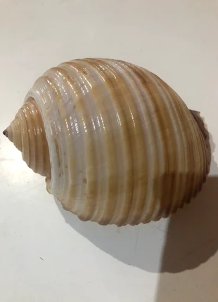 Ancien gros coquillage cabinet de curiosité, brand: Curiosité, condition: Very good, €10.00, €11.20 includes Buyer Protection