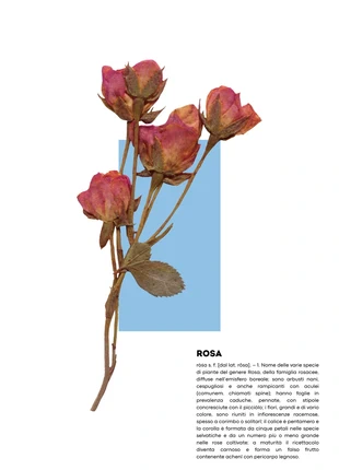 Poster Rosa (formato A3), brand: No, condizioni: Nuovo con cartellino, €8.99, €10.14 include la Protezione acquisti