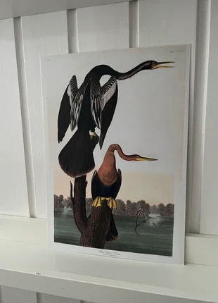 Black-bellied Darter - John James Audubon - 1 kunst kaart A4 (21x29,7cm), état: Neuf, 3,25 €, 4,11 € Protection acheteurs (Pro) incluse