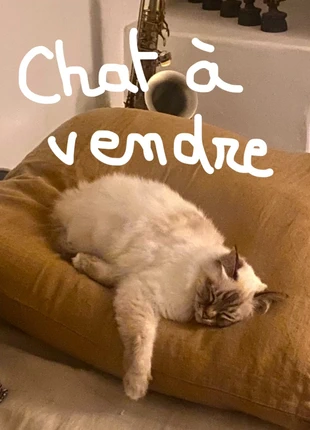 Chat à vendre, marque: Zara, état: Neuf avec étiquette, taille: M / 38 / 10, 1,00 €, 1,75 € Protection acheteurs incluse