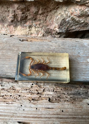 Bloc d’inclusion entomologique en résine scorpion, merk: Collection, staat: Goed, € 12,00, € 13,30 inclusief Kopersbescherming