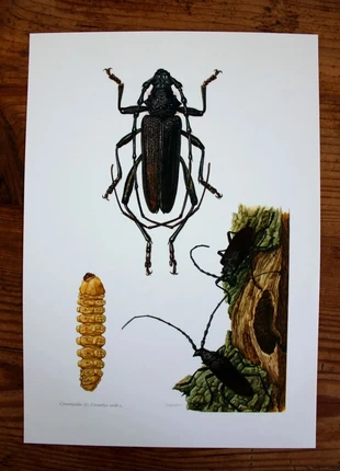 Planche originale vintage entomologique insecte année 1960, marque: entomologie, état: Très bon état, 10,00 €, 11,20 € Protection acheteurs (Pro) incluse