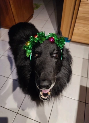 Serre-tête Noël Lumineux pour chien, marque: Lumineux, état: Très bon état, taille: Taille unique, 5,00 €, 5,95 € Protection acheteurs incluse