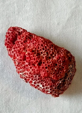 Cabinet de curiosité : Tubipora musica 🪸, brand: Curiosité, condition: Very good, €16.00, €17.50 includes Buyer Protection