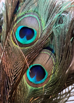 26 decoratieve pauwenveren, marca: merkloos, estado: Muito bom, €15.00, €16.45 inclui Proteção do Comprador