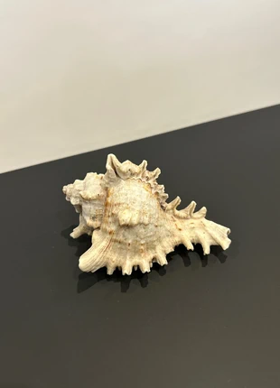 Coquillage Murex – coquillage décoratif naturel, marque: Naturel, état: Très bon état, 8,00 €, 9,10 € Protection acheteurs incluse