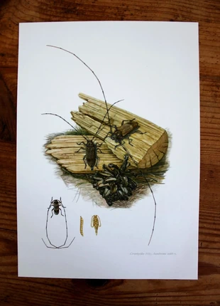 Planche entomologique originale vintage année 1960 capricornes bois, marque: entomologie, état: Très bon état, 10,00 €, 11,20 € Protection acheteurs (Pro) incluse