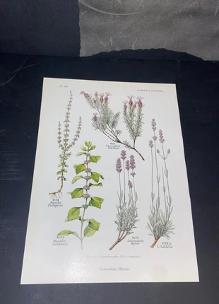 Lavandula planche botanique A3, condition: Very good, €5.60, €6.58 includes Buyer Protection