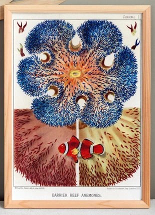 Affiche sur "Anémones des récifs coralliens", d’après une lithographie ancienne de 1893., marque: Inconnu, état: Très bon état, 12,00 €, 13,30 € Protection acheteurs (Pro) incluse