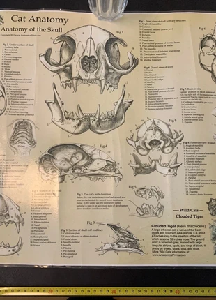 Affiche anatomie Crâne du Chat - Cat Anatomy - Skull - 2012, marque: Skull, état: Bon état, 9,00 €, 10,15 € Protection acheteurs incluse