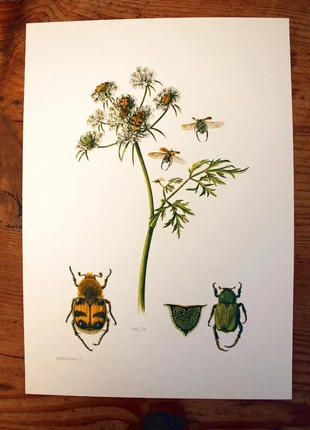 Planche entomologique originale vintage années 1960 hannetons, marke: entomologie, zustand: Sehr gut, 10,00 €, 11,20 € beinhaltet Vinted-Käuferschutz Pro