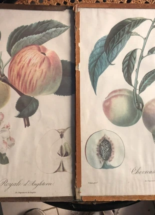 Stampe botaniche francesi primo 900, brand: Botanica, condizioni: Buone, €15.00, €16.45 include la Protezione acquisti