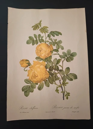 Copia di arte botanica classica, brand: Art, condizioni: Buone, €9.00, €10.15 include la Protezione acquisti