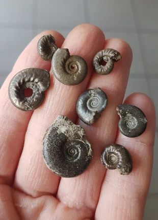 Ammonites pyrites, état: Très bon état, 10,00 €, 11,20 € Protection acheteurs incluse