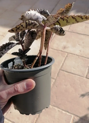 Pot succulente, marque: Inconnu, état: Très bon état, 5,00 €, 5,95 € Protection acheteurs incluse