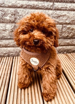 Honden teddy harnas XXS, marque: onbekend, état: Neuf sans étiquette, taille: Autre, 10,00 €, 11,20 € Protection acheteurs incluse