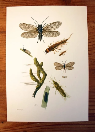 Planche entomologique originale vintage années 1960 sialis de vase, marke: entomologie, zustand: Sehr gut, 10,00 €, 11,20 € beinhaltet Vinted-Käuferschutz Pro