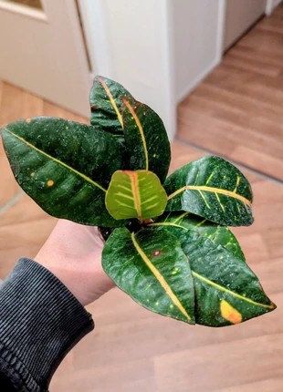 Croton, marque: Fait Main, état: Très bon état, 8,90 €, 10,05 € Protection acheteurs incluse
