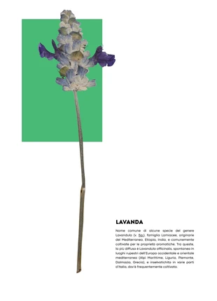 Poster Lavanda (formato A3), brand: No, condizioni: Nuovo con cartellino, €8.99, €10.14 include la Protezione acquisti