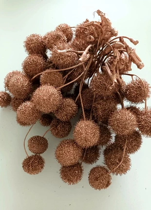 Platana balls in bronze om te decoreren, merk: geen merk, staat: Nieuw zonder prijskaartje, € 6,95, € 8,00 inclusief Kopersbescherming