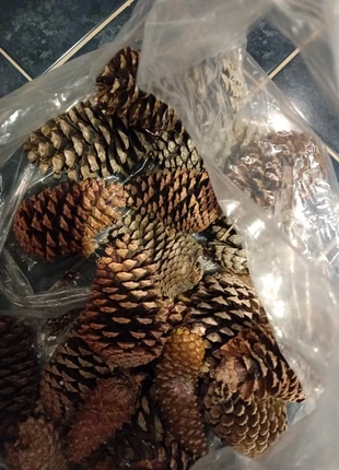 Zak met decoratieve grote dennenappels, marque: ZAK, état: Bon état, 2,50 €, 3,33 € Protection acheteurs incluse