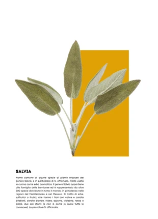 Poster Salvia (formato A3), brand: No, condizioni: Nuovo con cartellino, €8.99, €10.14 include la Protezione acquisti