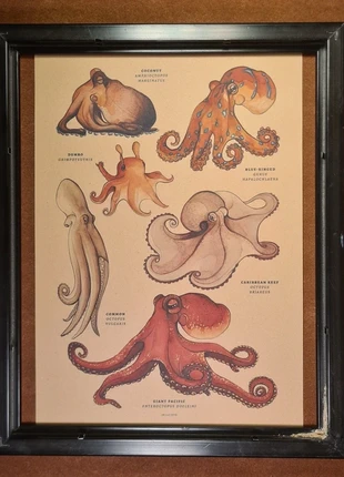 Affiche Retro Pieuvre Poulpe Seiche Format A4, marque: Pieuvre Poulpe Seiche, état: Neuf sans étiquette, 7,00 €, 8,05 € Protection acheteurs incluse