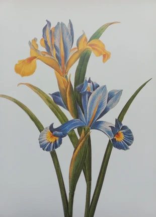 Lithographie ancienne botanique fleurs Rédouté, état: Bon état, 7,00 €, 8,05 € Protection acheteurs incluse