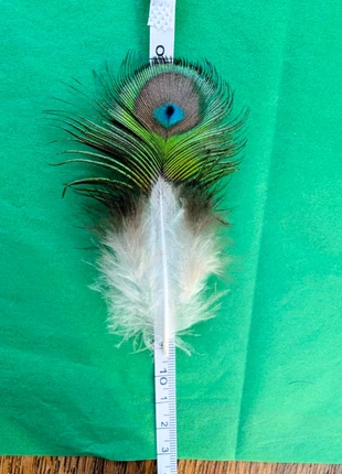 Rare Small Real Peacock Feather • Craft • Sensory • Chakra • Vastu • Good Luck, brand: Rare feather, condition: New with tags, £3.25, £4.11 includes Buyer Protection