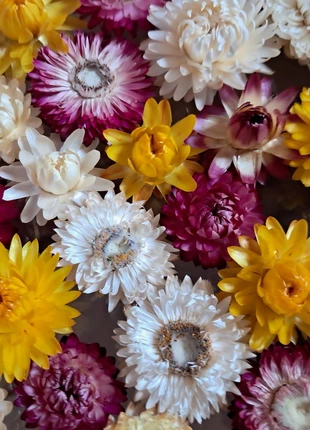 45 Têtes d'immortelles naturelles séchées, multicolores, marca: sans marque, estado: Novo sem etiquetas, €8.00, €9.10 inclui Proteção do Comprador