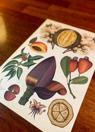 Poster original fruits tropicaux 🥭 (25,5x37) 🎁 en description, état: Très bon état, 8,00 €, 9,10 € Protection acheteurs incluse