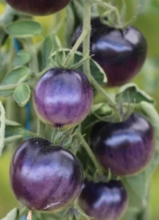 12 graines de tomates de variété osu blue, marke: osu blue, zustand: Neu, 1,50 €, 2,28 € inklusive Vinted-Käuferschutz