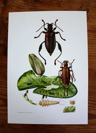 Planche entomologique insecte vintage année 1960 capricornes longicornes, marque: entomologie, état: Très bon état, 10,00 €, 11,20 € Protection acheteurs (Pro) incluse