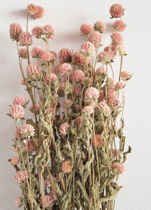 2 X Gomphrena Globosa – Rose – PROMO, estado: Muito bom, €14.00, €15.40 inclui Proteção do Comprador