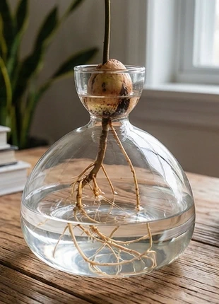 Vaso in vetro per avocado – grande 15 cm (germinazione seme), brand: nobrand, condizioni: Nuovo con cartellino, €30.00, €32.20 include la Protezione acquisti