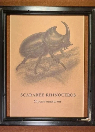 Affiche Retro Scarabée Rhinocéros Format A4, marque: Scarabée Rhinocéros, état: Neuf sans étiquette, 7,00 €, 8,05 € Protection acheteurs incluse