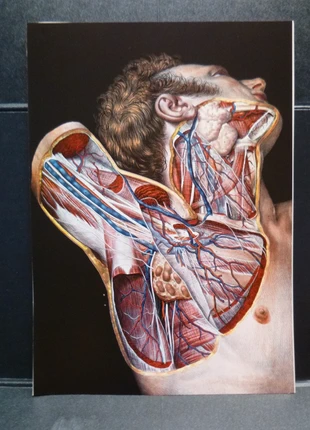 Planche Anatomique Corps humain Chirurgie Médecine Cabinet de curiosité 23x33cm, brand: Curiosité, condition: Very good, €7.49, €8.56 includes Buyer Protection