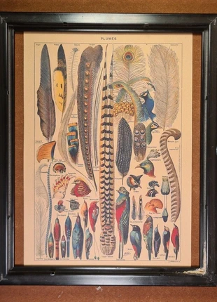 Affiche Retro Plumes Format A4, marque: Plumes, état: Neuf sans étiquette, 7,00 €, 8,05 € Protection acheteurs incluse