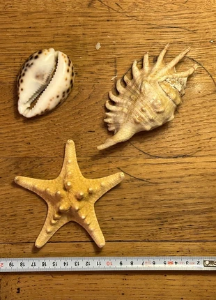 Cabinet curiosités naturalisé empaillé oddities taxidermie coquillages shells, condition: Very good, €6.00, €7.00 includes Buyer Protection