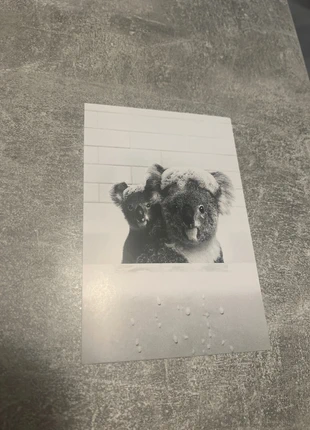 • Affiche 10x15 koalas baignoire – Neuf, marke: Maison, zustand: Neu, 1,50 €, 2,28 € beinhaltet Vinted-Käuferschutz Pro
