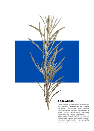 Poster Rosmarino (formato A3), condizioni: Nuovo con cartellino, €8.99, €10.14 include la Protezione acquisti