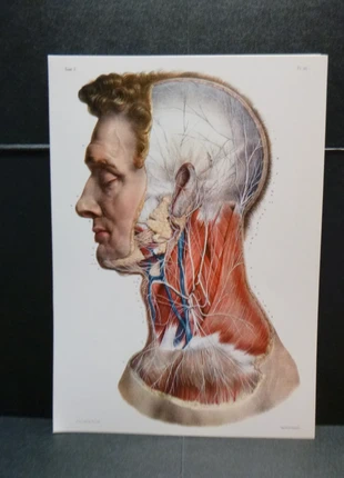 Planche Anatomique Corps humain Chirurgie Médecine Cabinet de curiosité 23x33cm, brand: Curiosité, condition: Very good, €7.49, €8.56 includes Buyer Protection