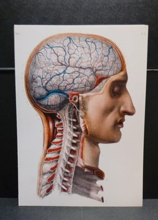 Planche Anatomique Corps humain Chirurgie Médecine Cabinet de curiosité 23x33cm, brand: Curiosité, condition: Very good, €7.49, €8.56 includes Buyer Protection