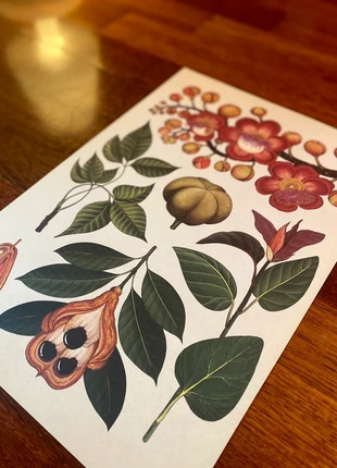 Poster original fleurs / fruits tropicaux (25,5x37) 🎁 en description, état: Très bon état, 8,00 €, 9,10 € Protection acheteurs incluse