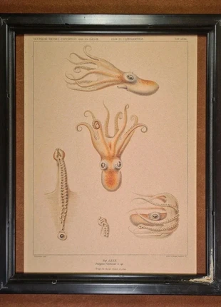 Affiche Retro Pieuvre Poulpe Seiche Format A4, marque: Pieuvre Poulpe Seiche, état: Neuf sans étiquette, 7,00 €, 8,05 € Protection acheteurs incluse