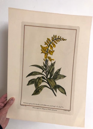 Stampa botanica vintage, brand: Vintage Love, condizioni: Ottime, €7.00, €8.05 include la Protezione acquisti