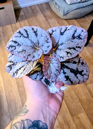 Beg Rex, marque: Fait Main, état: Neuf sans étiquette, 8,90 €, 10,05 € Protection acheteurs incluse