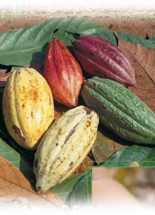 Beurre de cacao origine Équateur 2kg, brand: Cacao, condition: New with tags, €50.00, €53.20 includes Buyer Protection